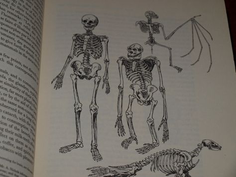 Charles Darwin LTD Edition DESCENT OF MAN Orignal Art  